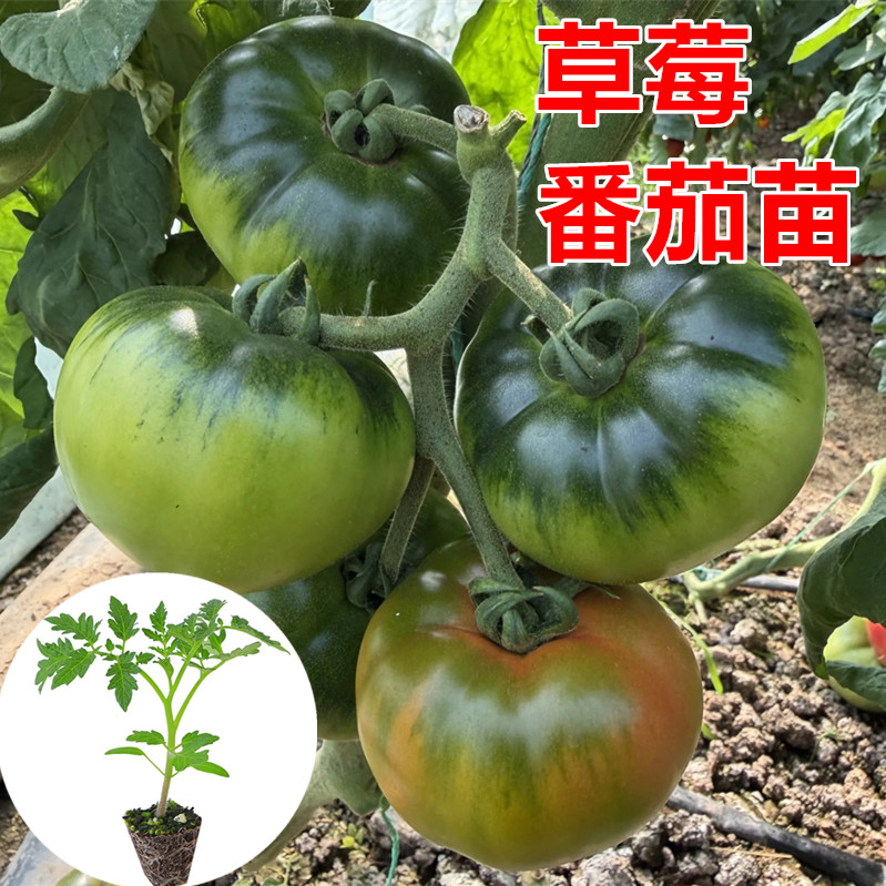 大口感番茄苗 普罗旺斯番茄苗 小粉番茄苗 小红番茄苗 草莓番茄苗