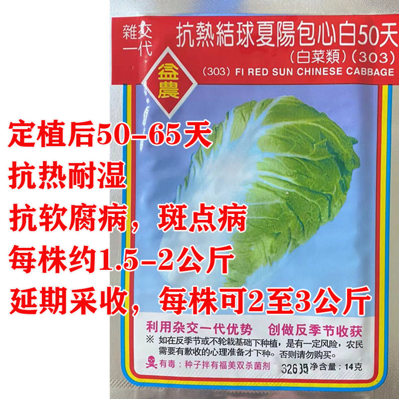 抗热结球夏陽包心白50天白菜类303白菜种早熟夏阳白 大白菜种子