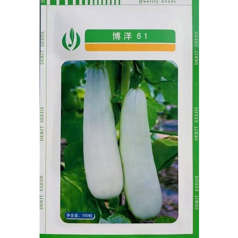 天津德瑞特博洋61甜瓜种子