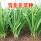雪韭韭菜种子宽叶耐寒耐热不休眠韭菜抗病高产长势旺蔬菜种籽 包邮