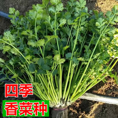 四季香菜种子适应性强