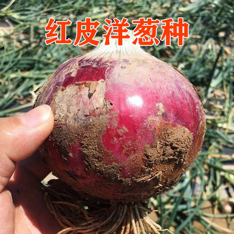 红皮洋葱种子中早熟耐寒甜辣脆