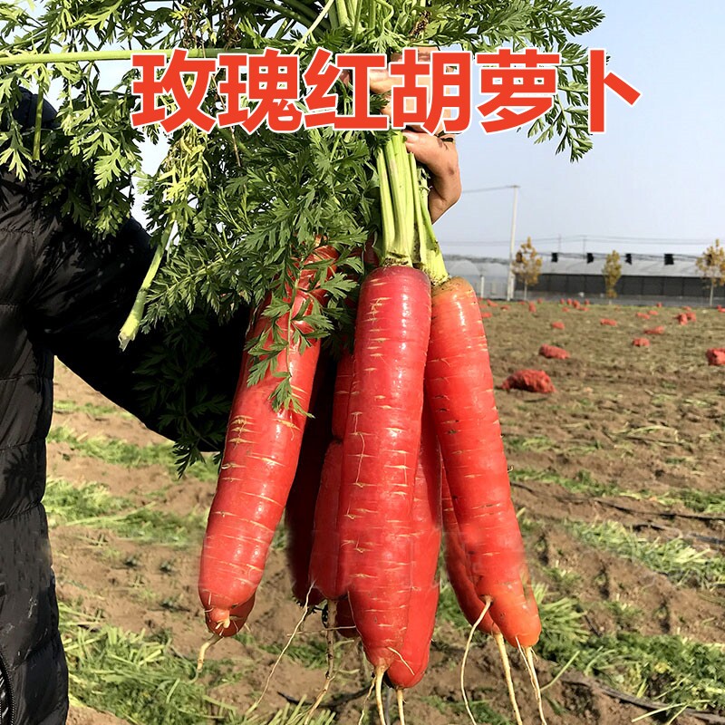 玫瑰红胡萝卜种子 甜脆 高产口感好易生长抗病春夏秋四季蔬菜种籽