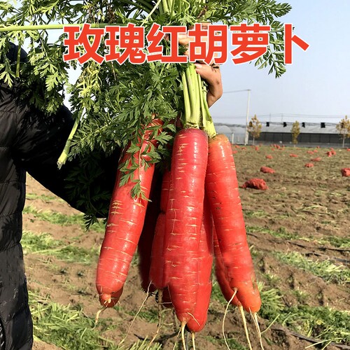 胡萝卜种子玫瑰红种子