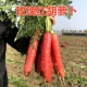 蔬菜种籽 高产口感好易生长抗病春夏秋四季 玫瑰红胡萝卜种子 甜脆