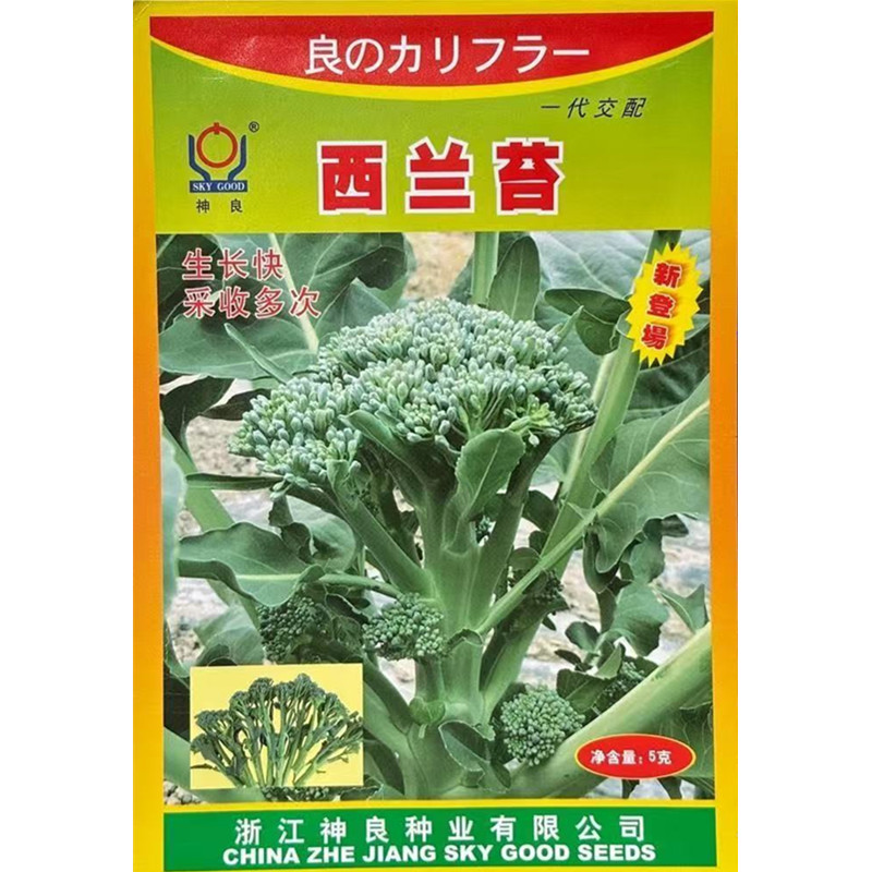 西兰苔种耐高温口感软甜