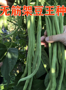 无筋架豆种子口感很好产量高
