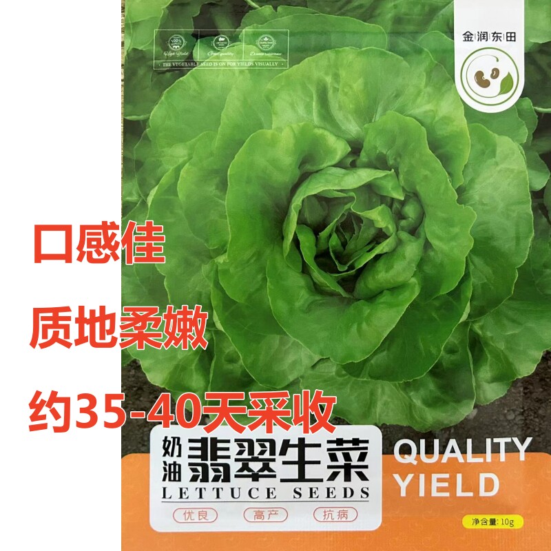 奶油翡翠生菜种子口感佳质地柔嫩