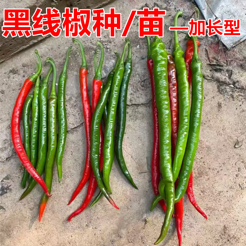 早中熟线椒黑线椒种子加长
