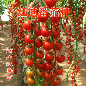 串收小番茄种子串收口感好