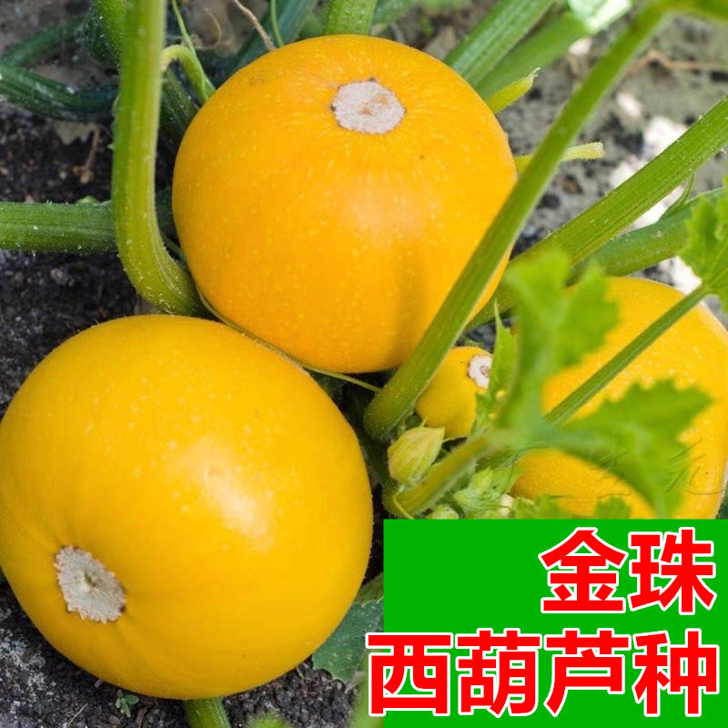 金珠西葫芦种子金黄迷你四季可种