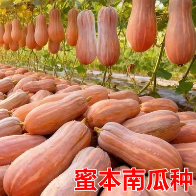 早熟甜蜜本南瓜种子粉糯面甜