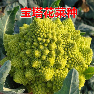 宝塔花菜种子种籽花椰菜菜花秋季花菜四季蔬菜孑菜籽菜种籽种