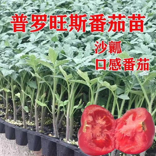 普罗旺斯种苗口感沙瓤水果西红柿
