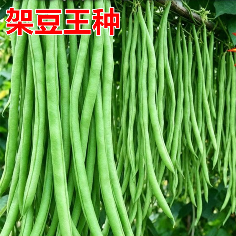 正宗泰国架豆王种子芸豆种