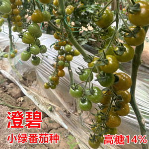 小绿番茄种子抗病高产绿色香甜