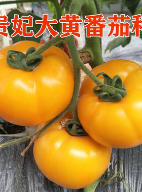 黄色番茄种子  特色西红柿种子 大黄番茄种籽 包邮 贵妃