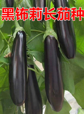 黑钸莉长茄种子绿把长茄高产露天大棚紫黑色绿萼茄易种蔬菜种籽