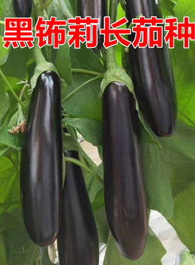 黑钸莉蔬菜种子长茄高抗病产量高