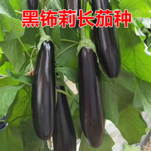 黑钸莉长茄种子绿把长茄高产露天大棚紫黑色绿萼茄易种蔬菜种籽