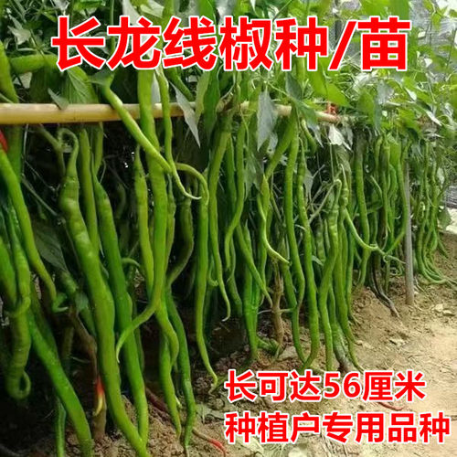 长龙56线椒种子黄绿皮薄皮