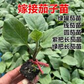 圆茄苗 紫把长茄苗 绿罐茄苗 线茄苗 嫁接茄子苗 包邮 绿把长茄苗