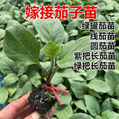 嫁接茄子苗 绿把长茄苗 紫把长茄苗 圆茄苗 绿罐茄苗 线茄苗包邮