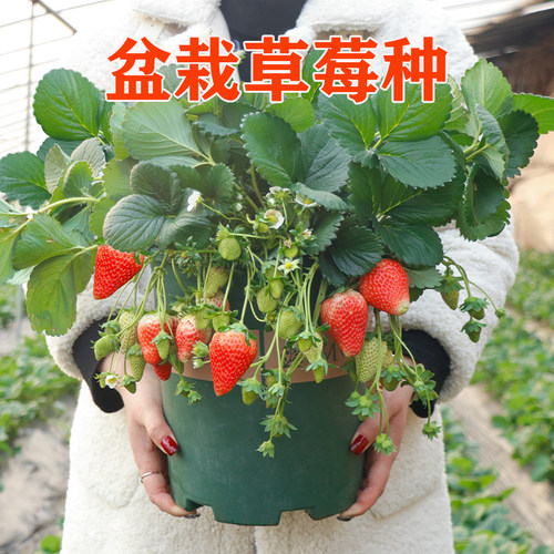 盆栽草莓种子四季可种长势旺