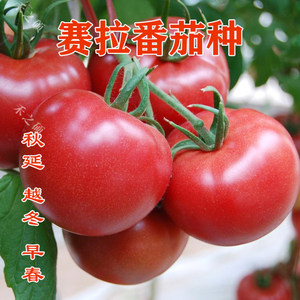 西红柿种子粉红硬度好抗病毒