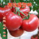 赛拉番茄种子 包邮 粉红亮果大果硬度好 高产抗病西红柿苗蔬菜种籽