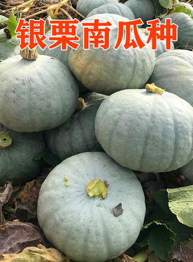 银栗南瓜种子蔬菜四季新疆白皮银栗南瓜种籽板栗味香甜粉糯包邮