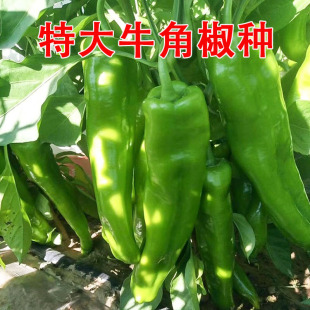 特大牛角椒种子高产辣椒种籽金玉青椒种子辣椒尖椒秧苗子蔬菜籽