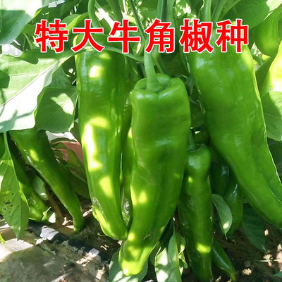 牛角椒种子高产抗病好
