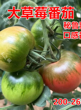 大果草莓番茄种子种苗口感水果番茄铁皮柿子超甜蔬菜籽秘鲁蜜粉