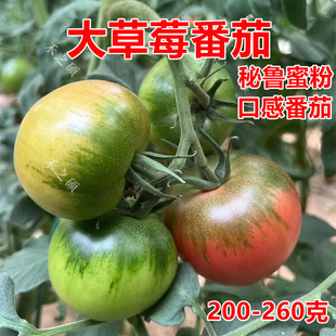 大果草莓番茄种子种苗口感水果番茄铁皮柿子超甜蔬菜籽秘鲁蜜粉