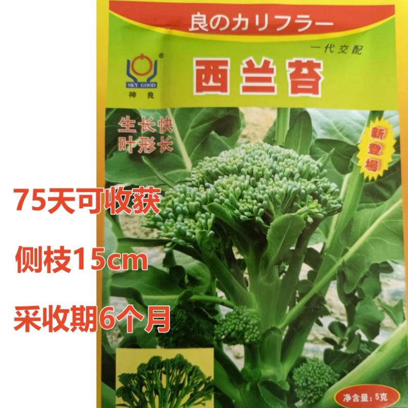 西兰苔种耐高温口感软甜