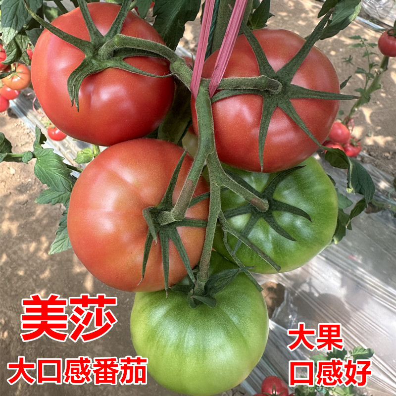 美莎大果口感番茄种子