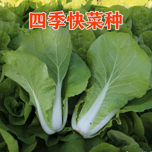 快菜种子早熟青菜四季小白菜蔬菜种籽阳台庭院可种