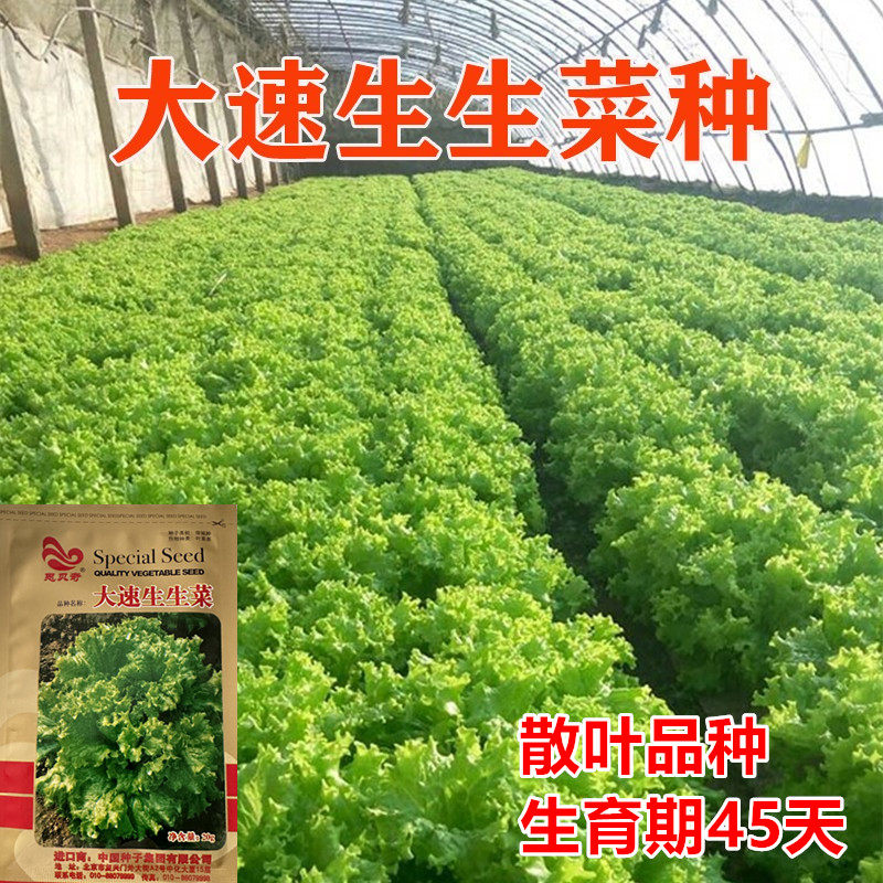 生菜蔬菜种子高产高抗病