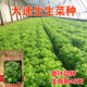 高产蔬菜种子 可生吃散叶耐寒浅绿生菜籽 四季 大速生生菜种子