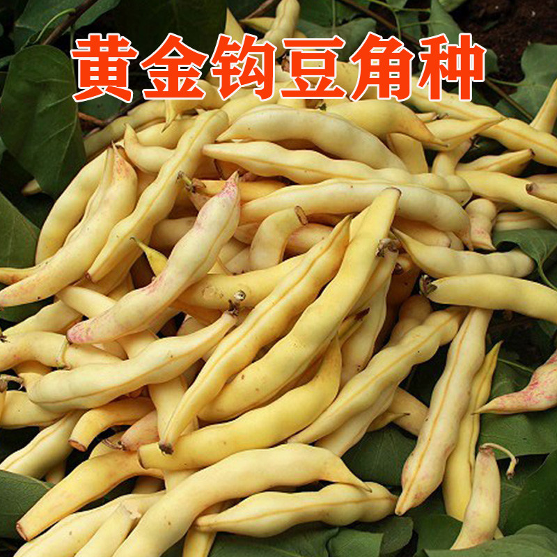 黄金钩豆角种子高产早熟黄金勾地豆黄色油豆角无筋无纤维蔬菜种籽