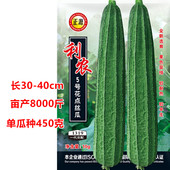 花点丝瓜种子香甜丝瓜菜春季 阳台盆栽蔬菜种苗品质佳 耐热高产四季