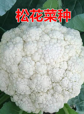 松花菜种子菜花种子蔬菜种
