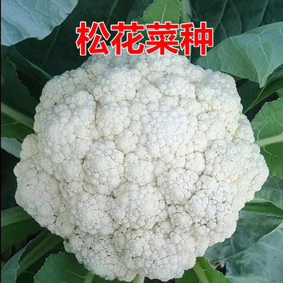 松花菜种子菜花高产抗病