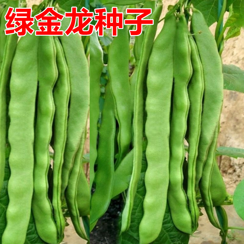 绿金龙芸豆种抗寒口感好