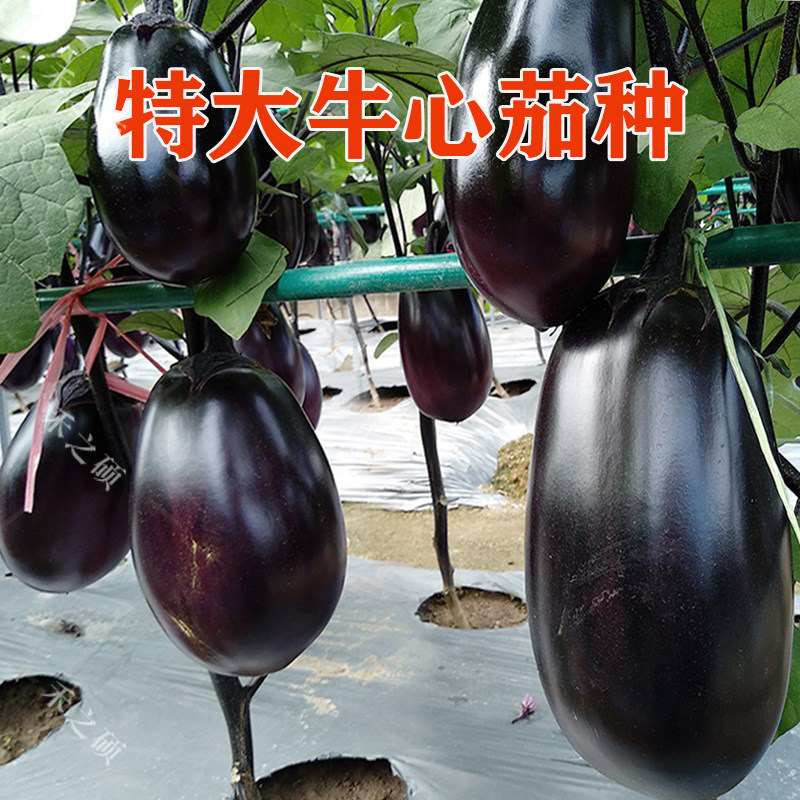 牛心茄种子产量高抗病好