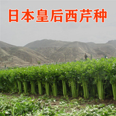 皇后西芹种子早熟抗病适应性强纤维少高产香芹蔬菜种籽
