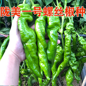 螺丝椒种子辣椒种籽抗病毒高产抗病陇椒种子辣椒种子陇美一号