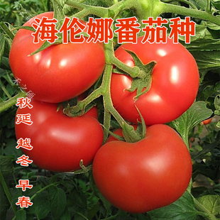 红果番茄种子种苗抗死棵大红西红柿种子抗叶斑病种籽海伦娜包邮