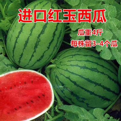 早春红玉二号西瓜种子商品性好